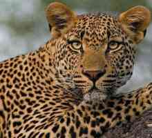 Ono se razlikuje od Cheetah leoparda: opis i razlike predatora