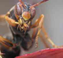 Ono što se razlikuje od osa pčela: kratki vodič za „neznalice”