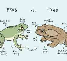 Ono što razlikuje žaba iz žabu? Sličnost žaba i žaba