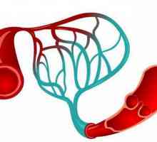 Koja je razlika arterije iz vene: značajke strukture i funkcioniranja
