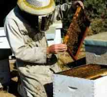 Korisni med: razred pčelinji proizvodi i njihova svojstva