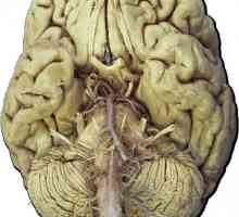 Kranijalni živci, 12 pari: anatomije, stol funkcije