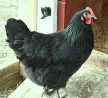 Crna kokoš - mistično stvorenje