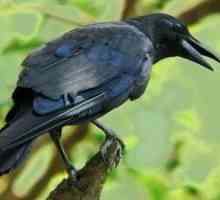 Mrcina Vrana - mudar strašna ptica