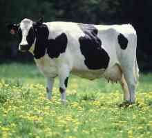 Crno-bijeli pasmine krava: karakteristika