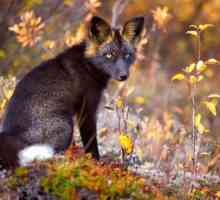 Chernoburaya lisica: fotografije, opis. Chernoburaya lisica u prirodi iu kući