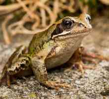 Zajednička žaba: opis, taksonomija, stanište, fotografije, sadržaj