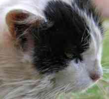 Svrab u mačaka: simptomi i tretman. Da li Svrab se prenosi od mačka osobe?