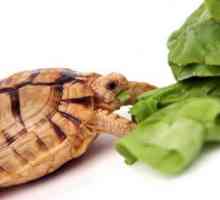 Što se jede kornjača kod kuće i kako pravilno sadržavati?