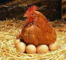 Što se prvi put pojavio kokoš ili jaje? Dinosaur!
