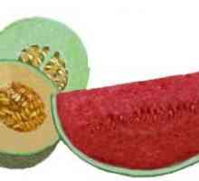 Što je bolje: lubenica ili dinja? Istraživani Ljekovita svojstva lubenice