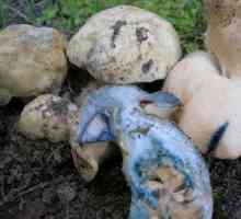 Što je modricu gljiva?