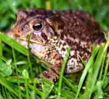 Što spavanje priprema za nas ono što sanja žaba?