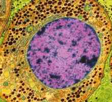 Što je citoplazma? Struktura, sastav i svojstva citoplazmi