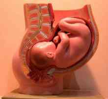 Što je embriologiju? Koji se bavi znanost o embriologiji?