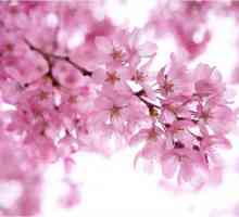 Što je Sakura i japanski nego što je skupo