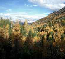 Što je sjeverni šuma? Crnogorične šume na tajga: opis, flora i fauna