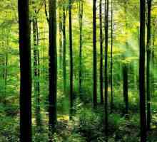 Koja raste u šumi i koja živi? Opis proljetnom i jesenskom šumi