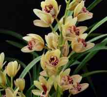 Cymbidium Orhideja: kako se brinuti?
