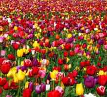 Boje tulipana. vrijednost boje tulipani