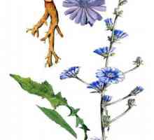 Cikorija cvijeće u narodnoj medicini. Cvjetovi cikorije su korisne i kako ih koristiti?