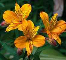 Cvjetni astrameriya: uzgoj, njegu i korištenje u bukete