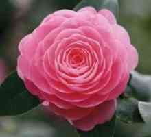 Camellia cvijet: kako se pravilno brinuti kod kuće