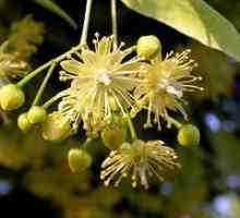 Linden cvijet: Ljekovita svojstva i metode korištenja
