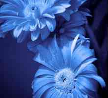 Cvijet sa plavim cvijećem. Imena plavim cvjetovima, fotografija