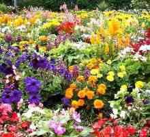Cvijeće ljetne vikendice: što odabrati početnik vrtlar