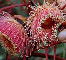 Cvijeće Eukaliptus: prekrasna kreacija prirode