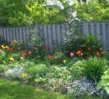 Vrt cvijeće: višegodišnjih za vrt i cvjetnjaka