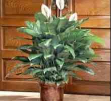Cvijeće Spathiphyllum - „ženske sreće”