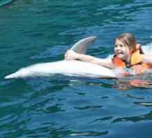 Dolphin terapija u Krim: opis, karakteristike, izvedbe i recenzije