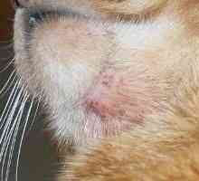 Akne kod mačaka: oblika i simptoma infekcije