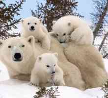 Dan polarnog medvjeda - što je ovaj praznik i kako možete slaviti?