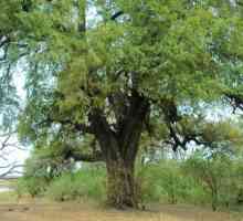Drvo crna (ebanovina): Svojstva i primjena