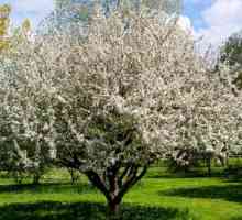 Čudo vrijeme kada stabla jabuka cvjetaju