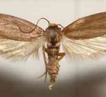 Što vrijedi pčela moljca? Tinktura: Metoda primjene