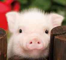 Početna Ukrasna svinja: opis, slika