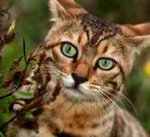 Početna leopard mačka - utjelovljenje milosti i eleganciju