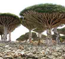 Zanimljivosti Socotra Island. Gdje je otok Socotra?