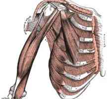 Biceps brachii kao jedan od glavnih elemenata mišićno-koštanog sustava rukama. Struktura biceps