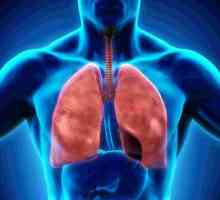 Dišni sustav: struktura organa. Pleura - je ... Pleuralni svjetlo šupljine