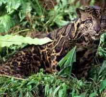 Clouded leopard - zastrašujući grabežljivac od tropa