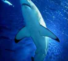 Ima li morski psi na Mediteranu? morski psi