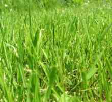 Fitoterapija: korisna svojstva pšenice trave