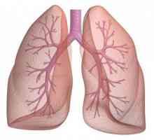 Plućne funkcije. Ljudska pluća: struktura, funkcija