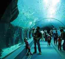 Gdje su najveći akvarija na svijetu?