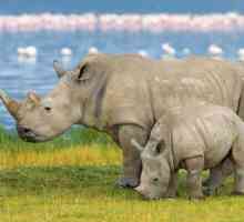 Gdje nosorozi žive, i koje vrste su